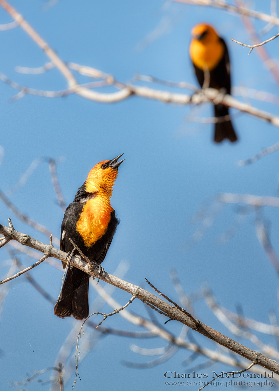 Yellow-headed Blackbird