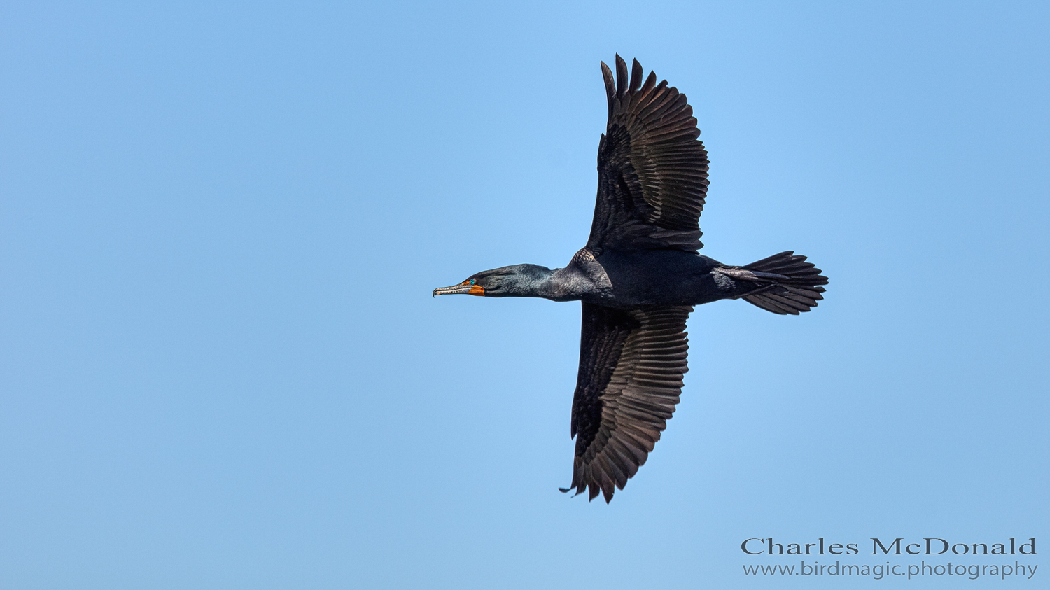 Double-crested Cormorant