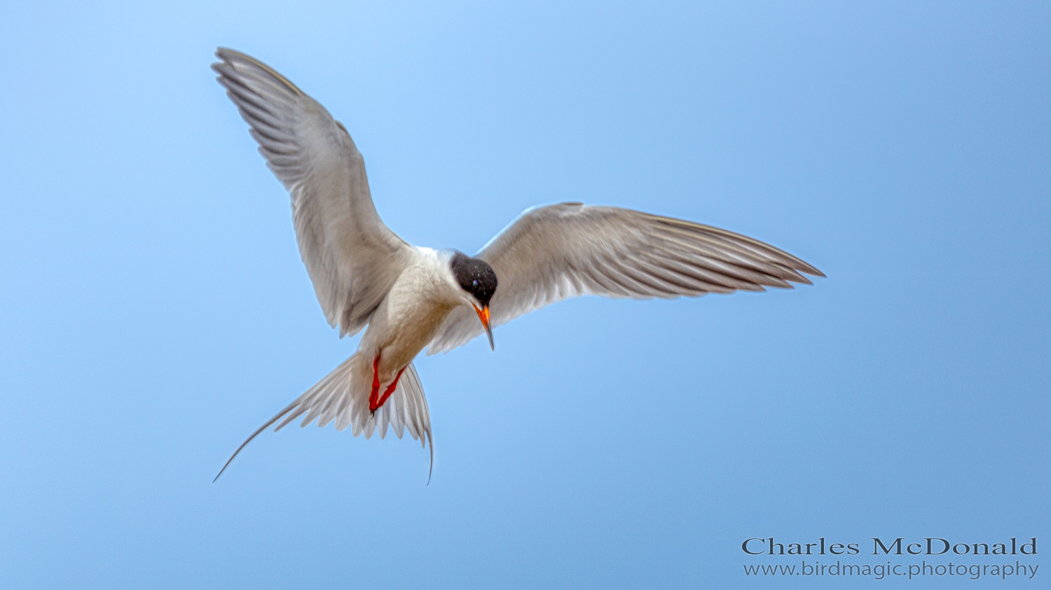 Common Tern