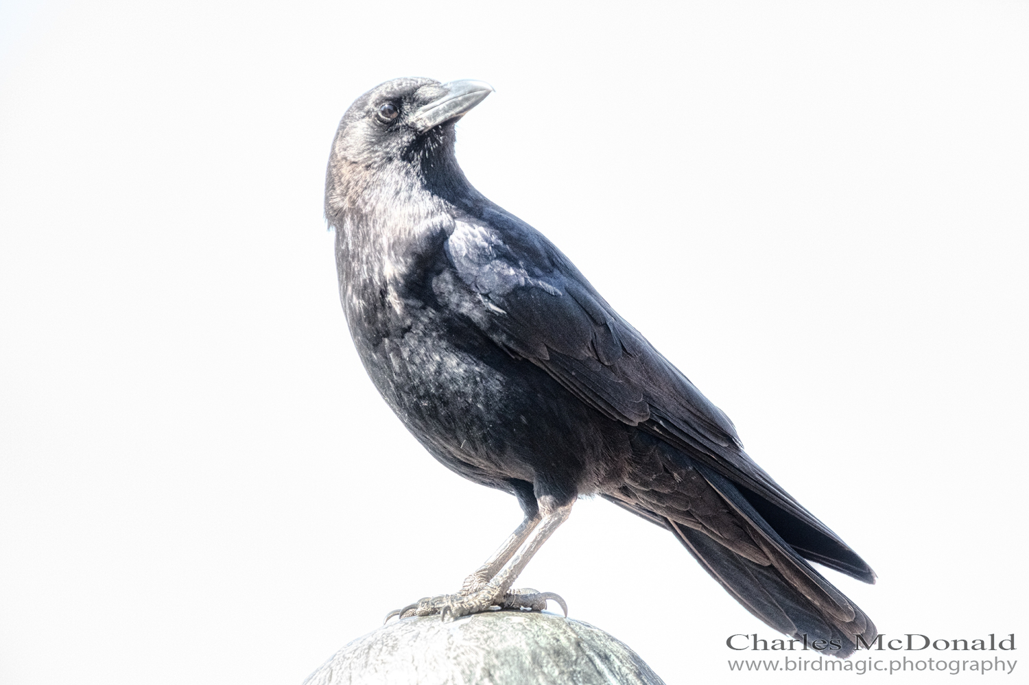 American Crow