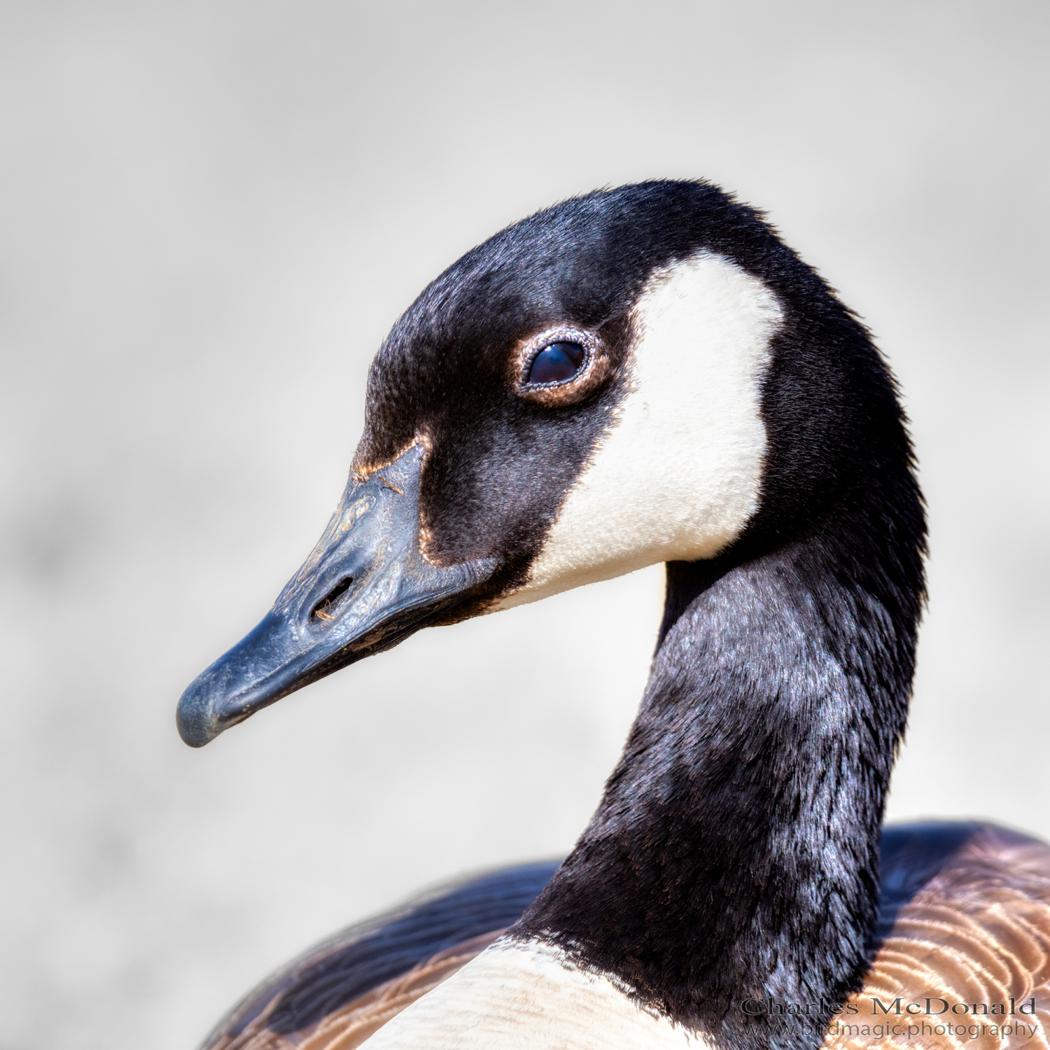 Canada Goose