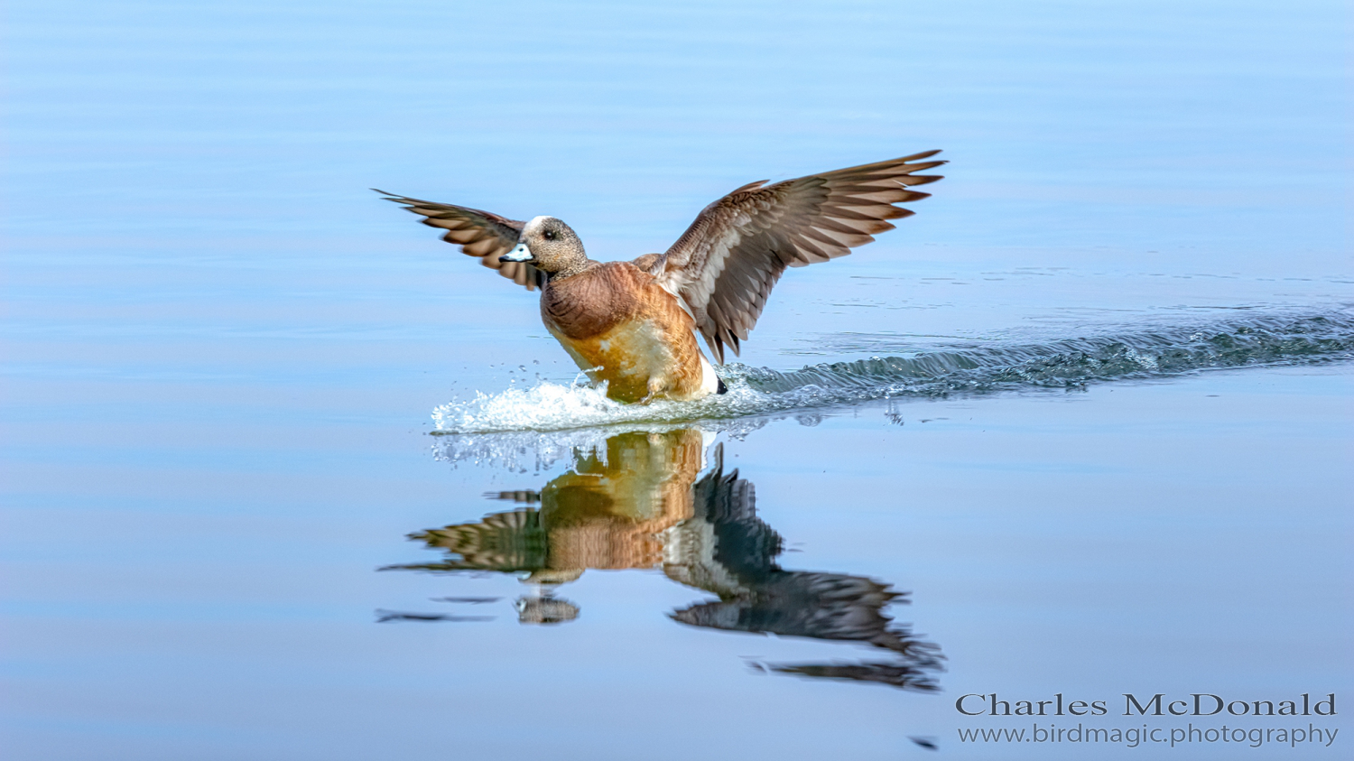 American Wigeon