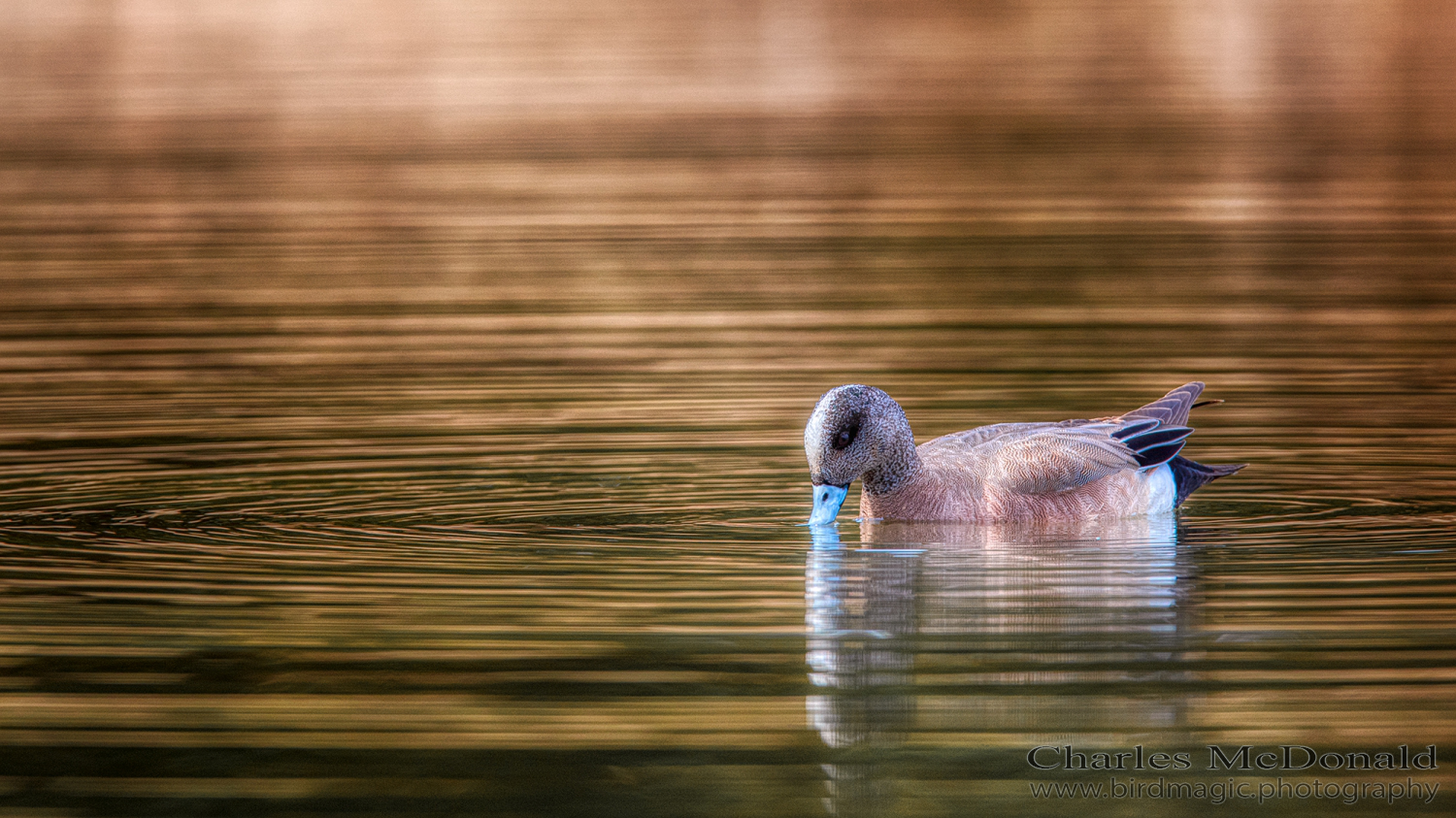 American Wigeon