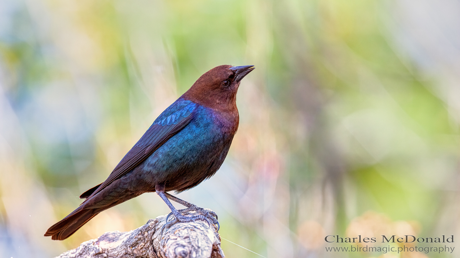 Brown-headed Cowbird