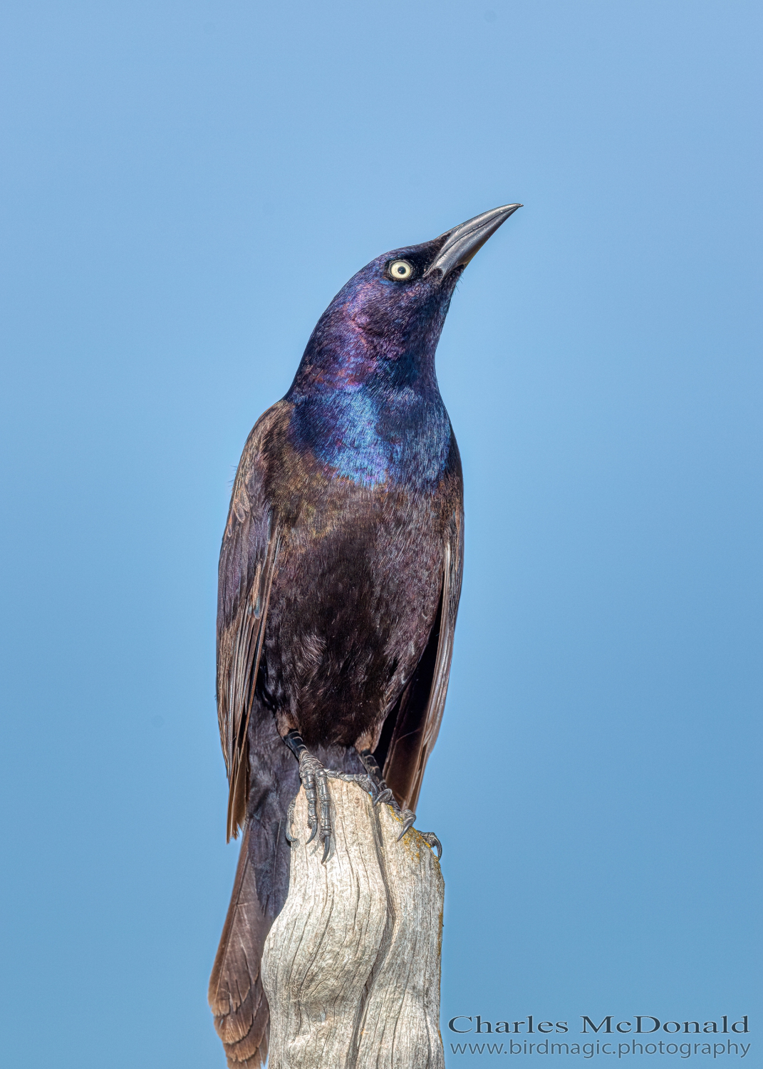 Common Grackle