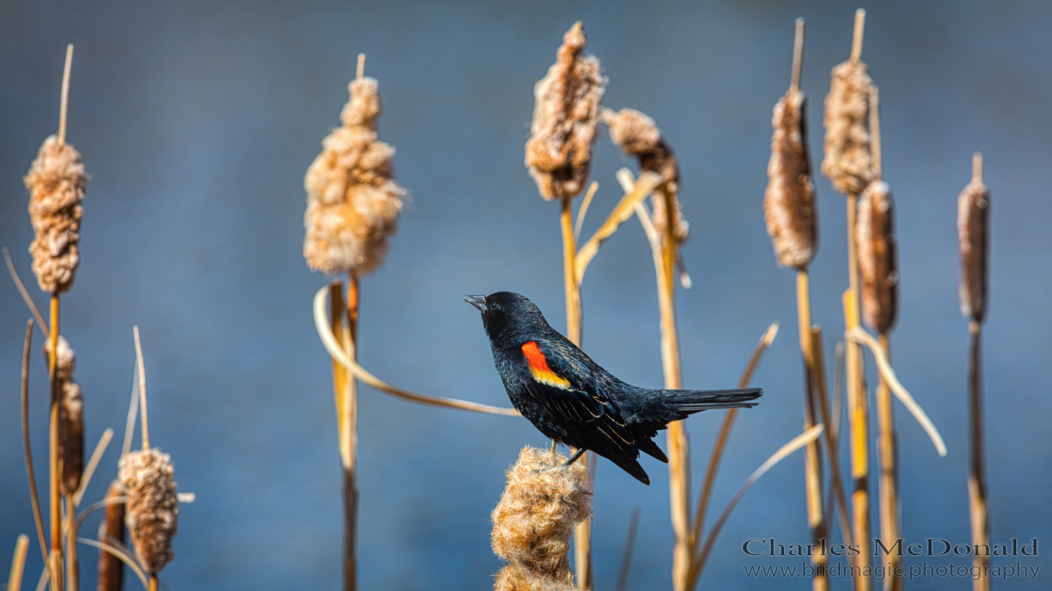 Red-winged Blackbird