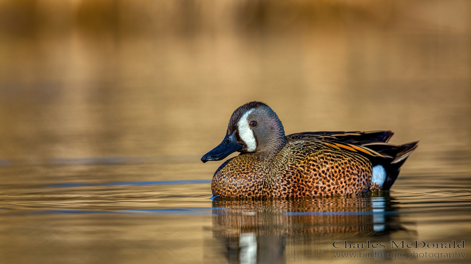 Blue-winged Teal