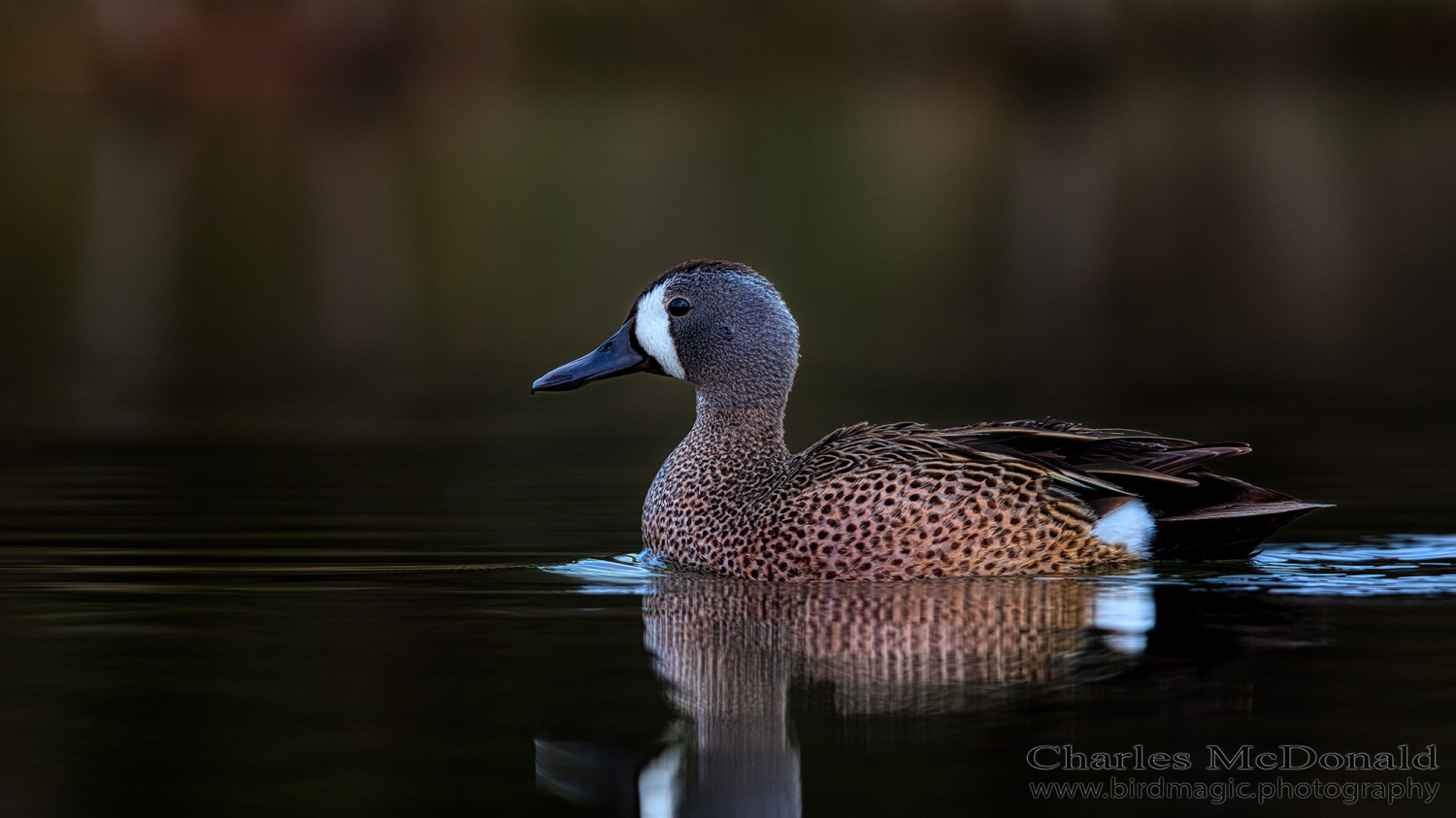 Blue-winged Teal