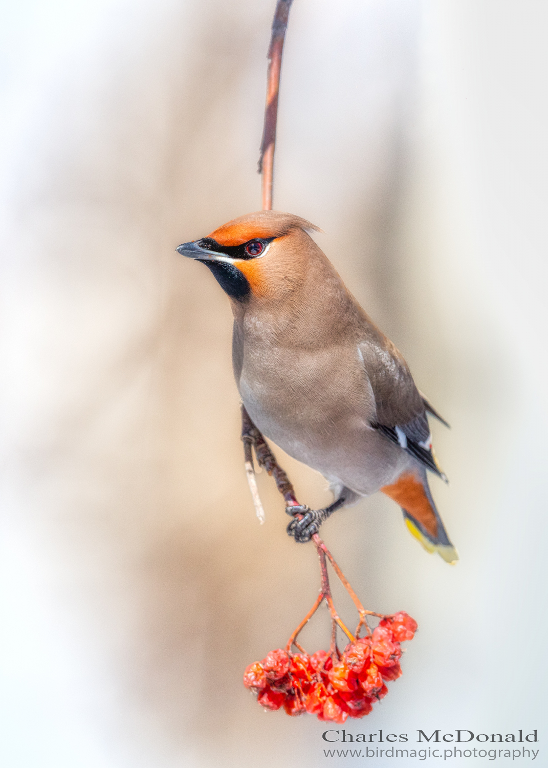 Bohemian Waxwing