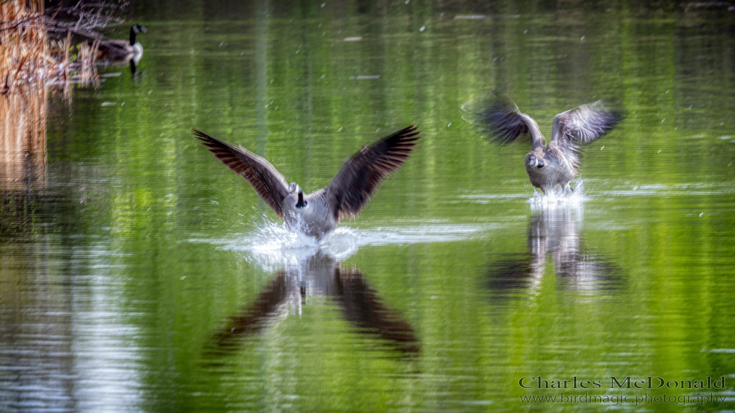 Canada Goose