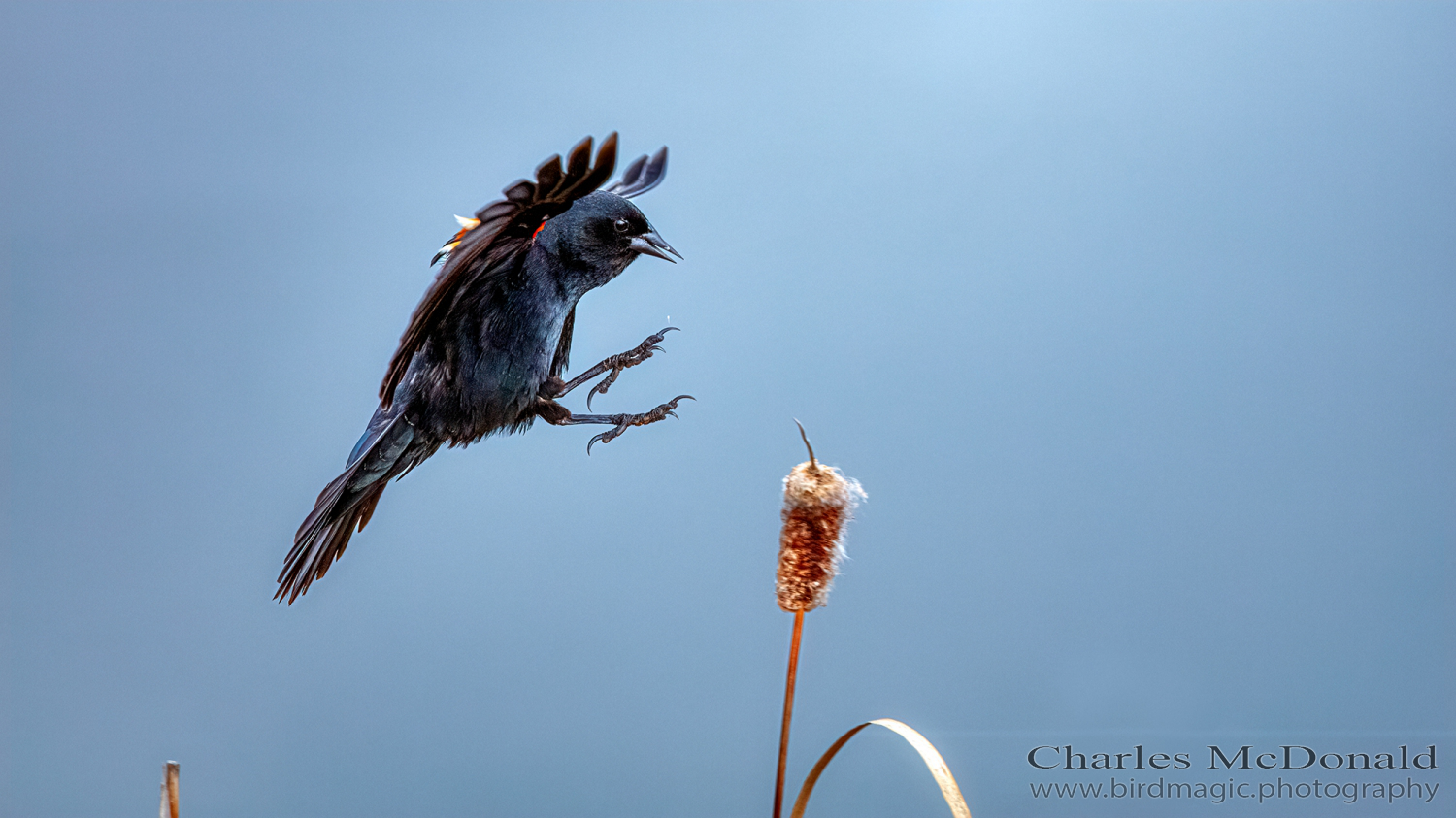 Red-winged Blackbird