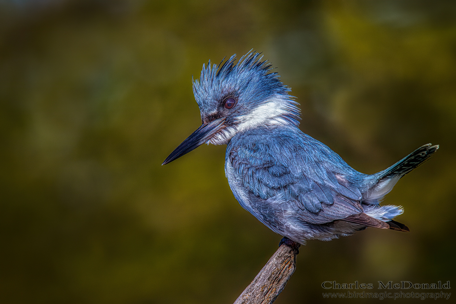 Belted Kingfisher