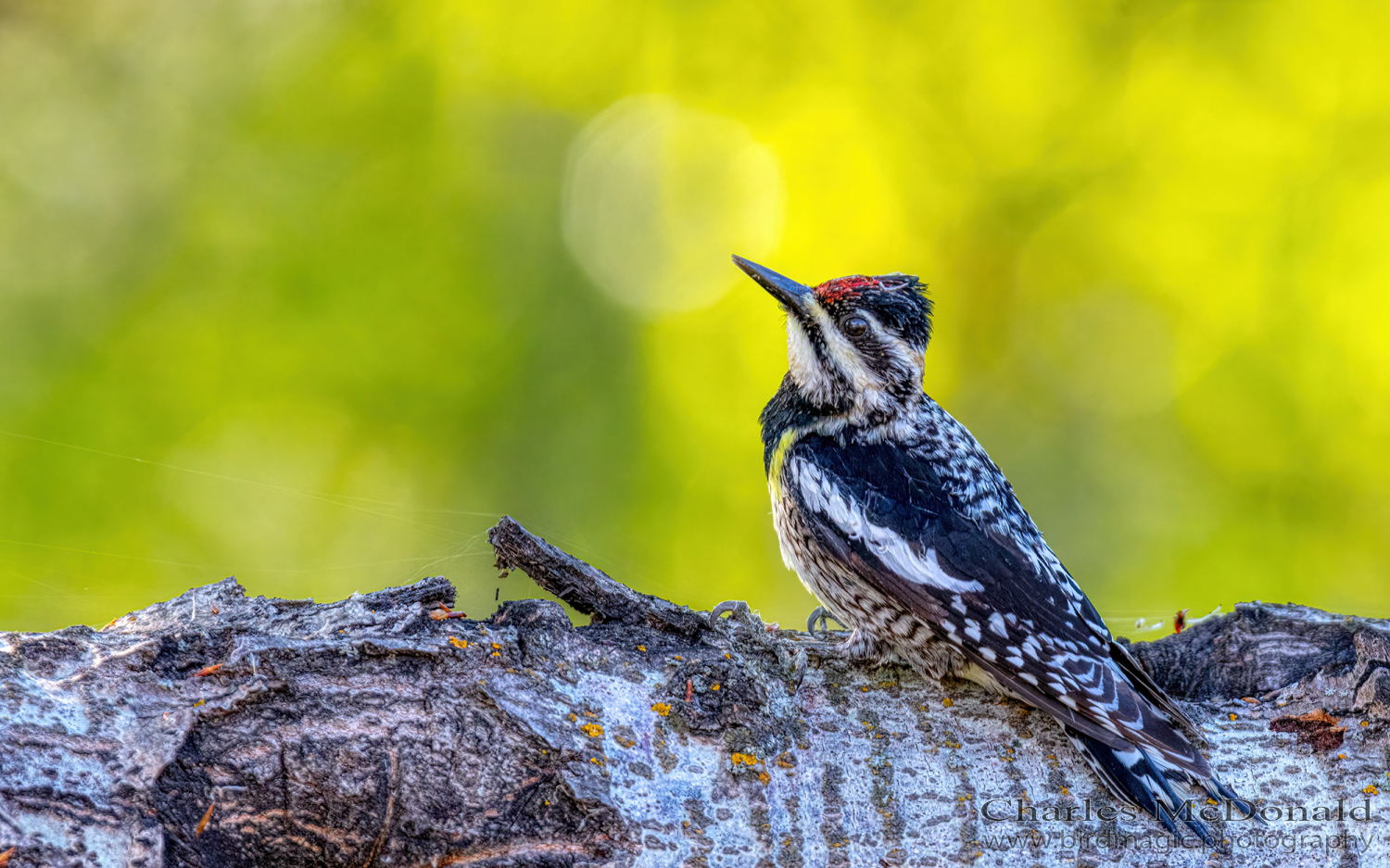 Yellow-bellied Sapsucker