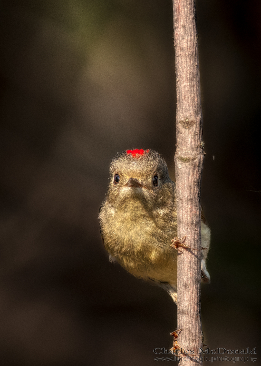 Ruby-crowned Kinglet