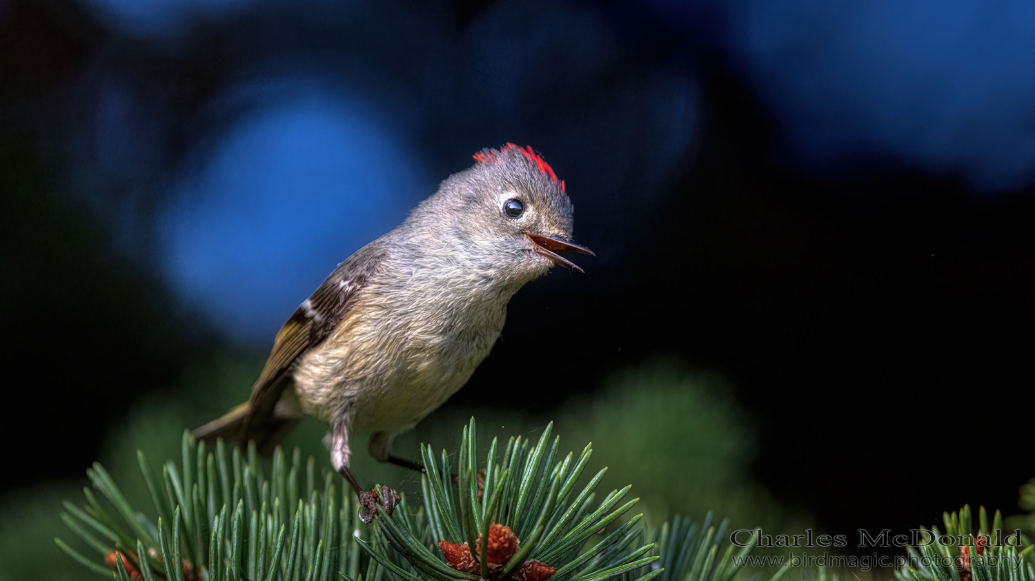 Ruby-crowned Kinglet