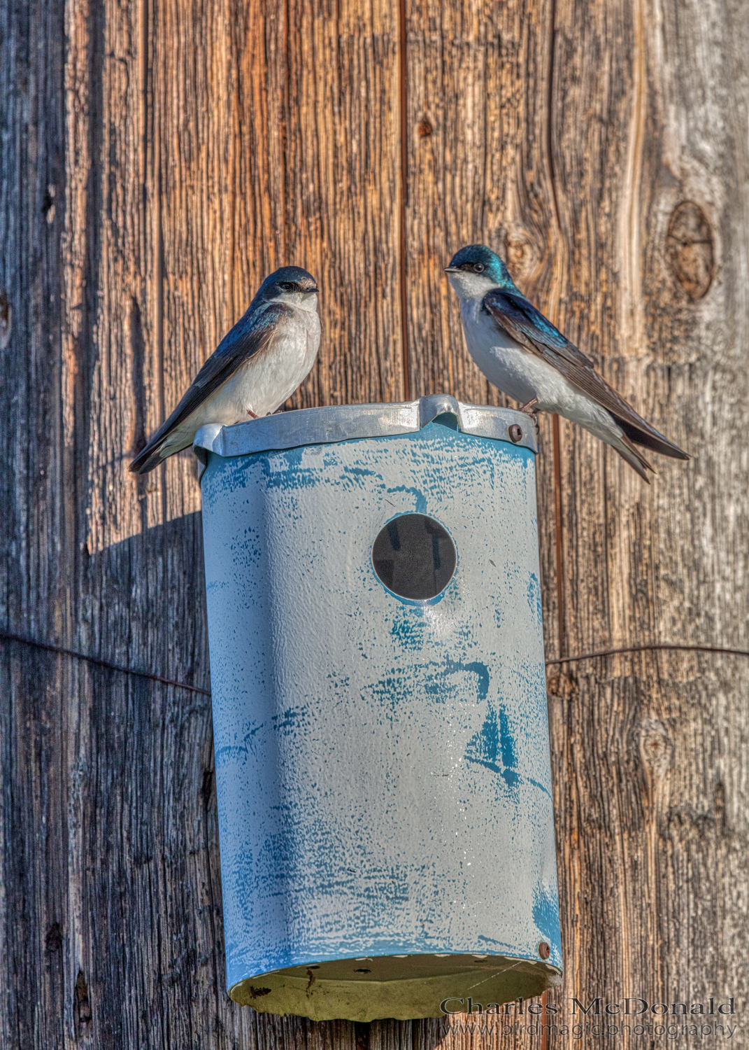 Tree Swallow