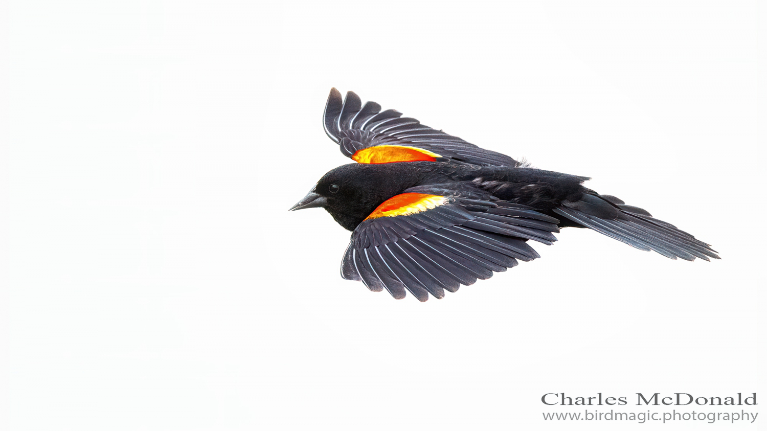 Red-winged Blackbird