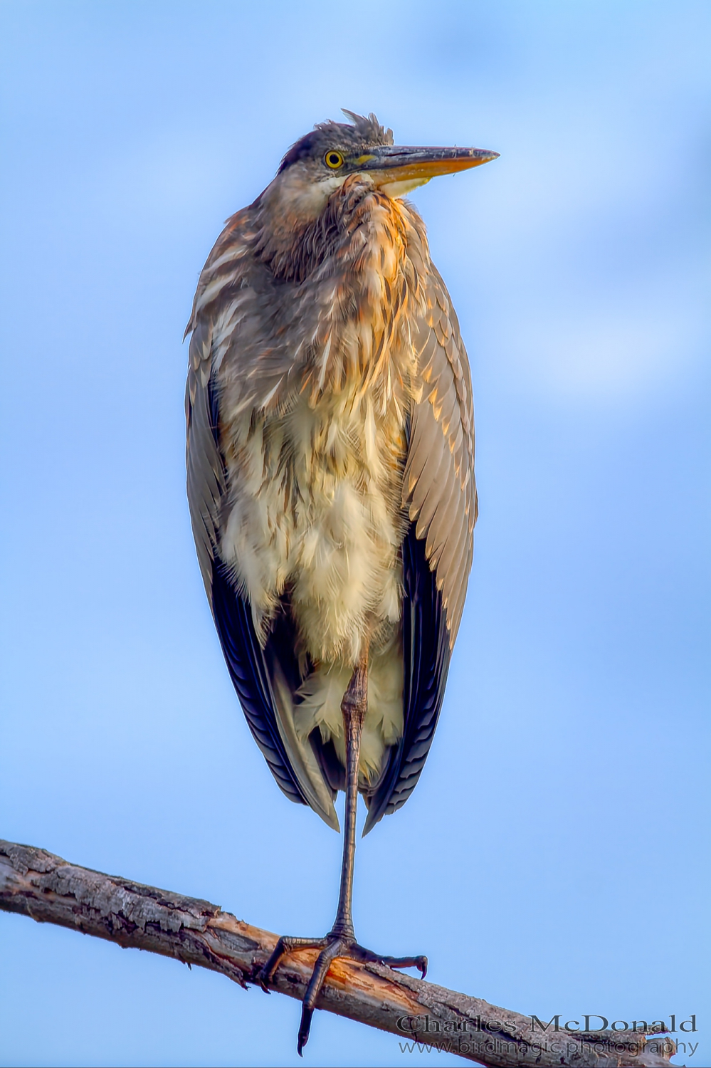 Great Blue Heron