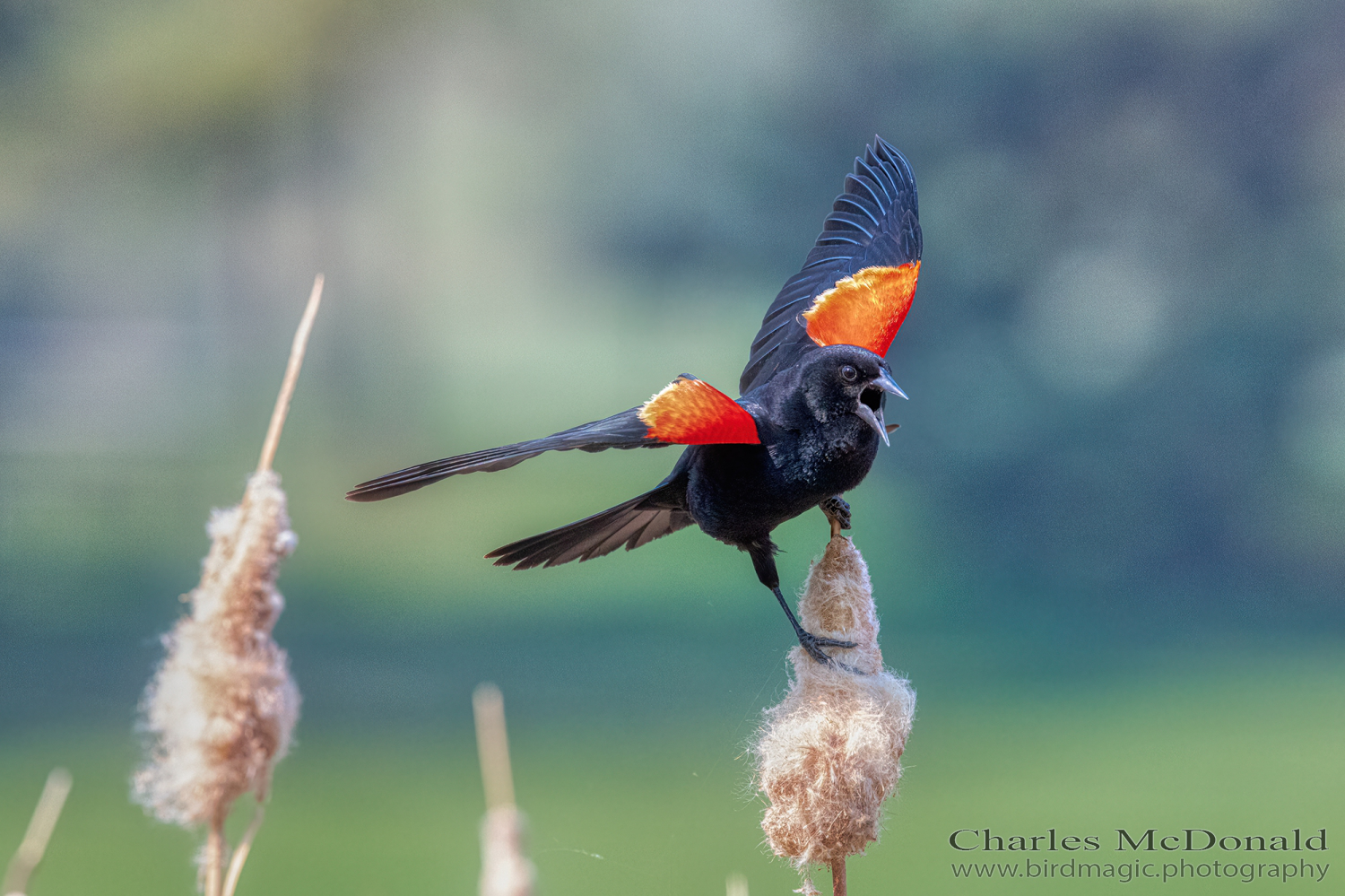 Red-winged Blackbird