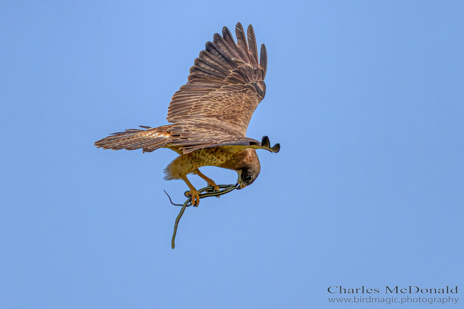 Swainson's Hawk