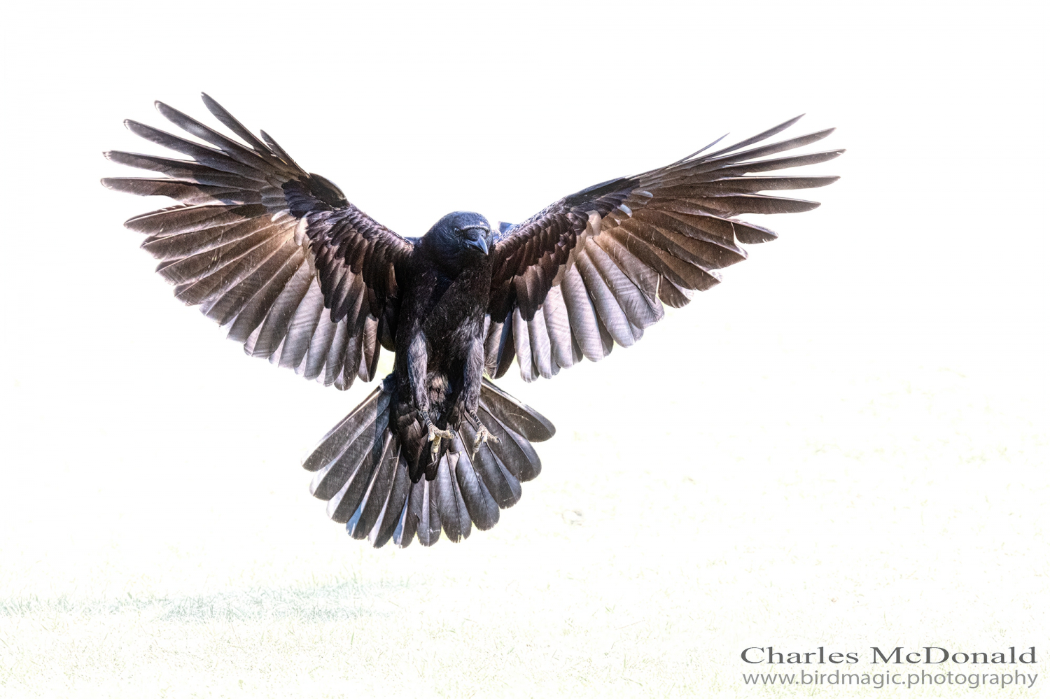 American Crow