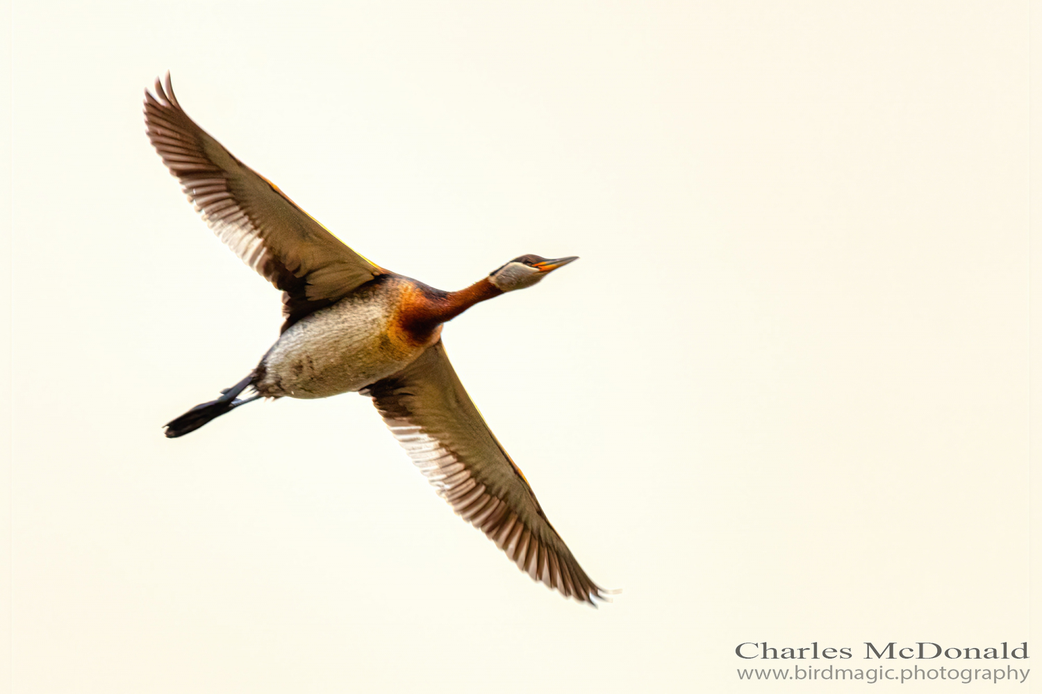 Red-necked Grebe