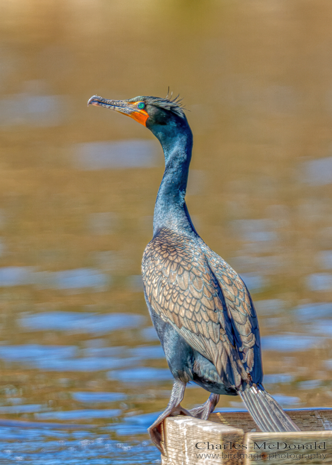 Double-crested Cormorant