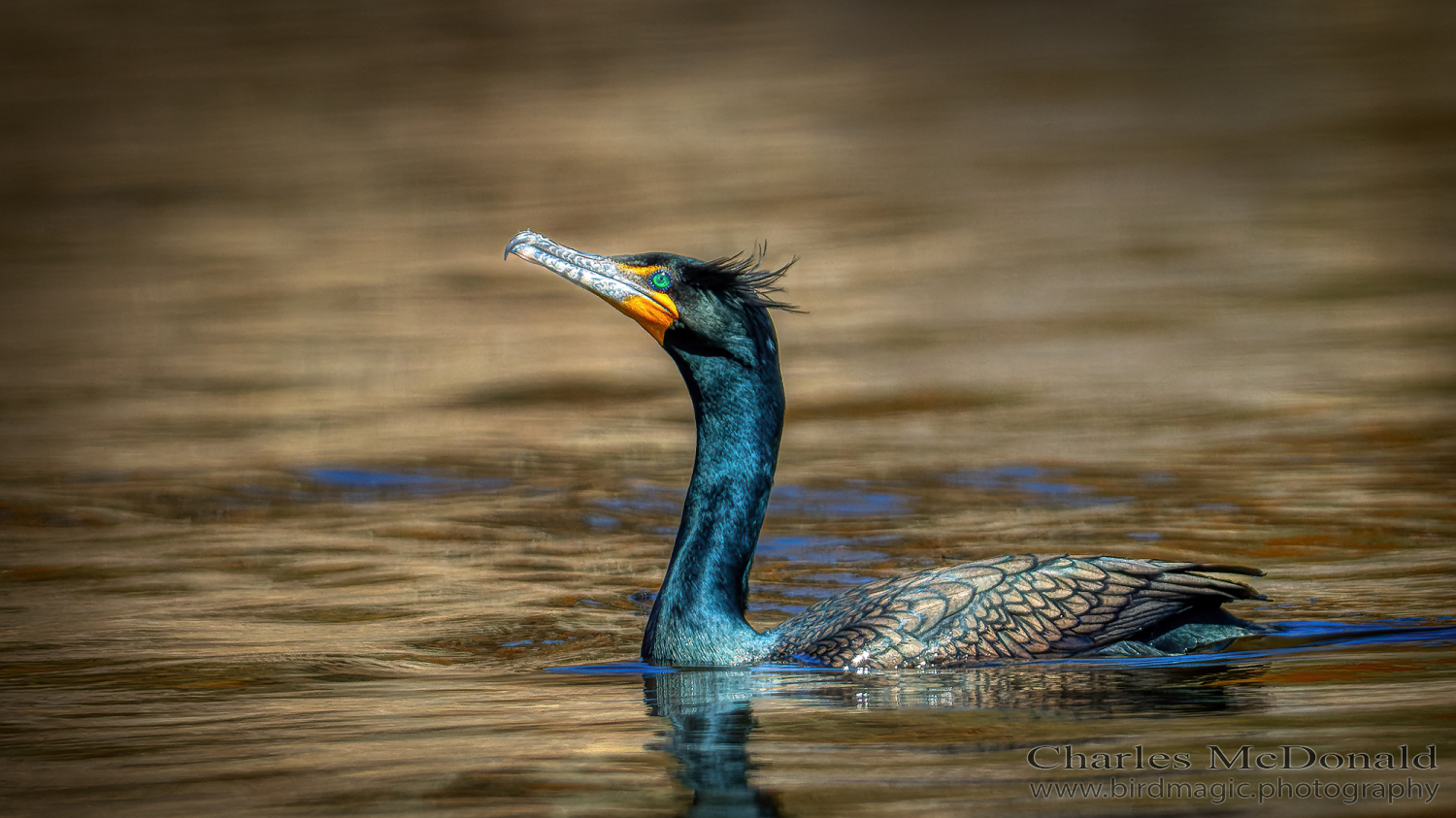 Double-crested Cormorant