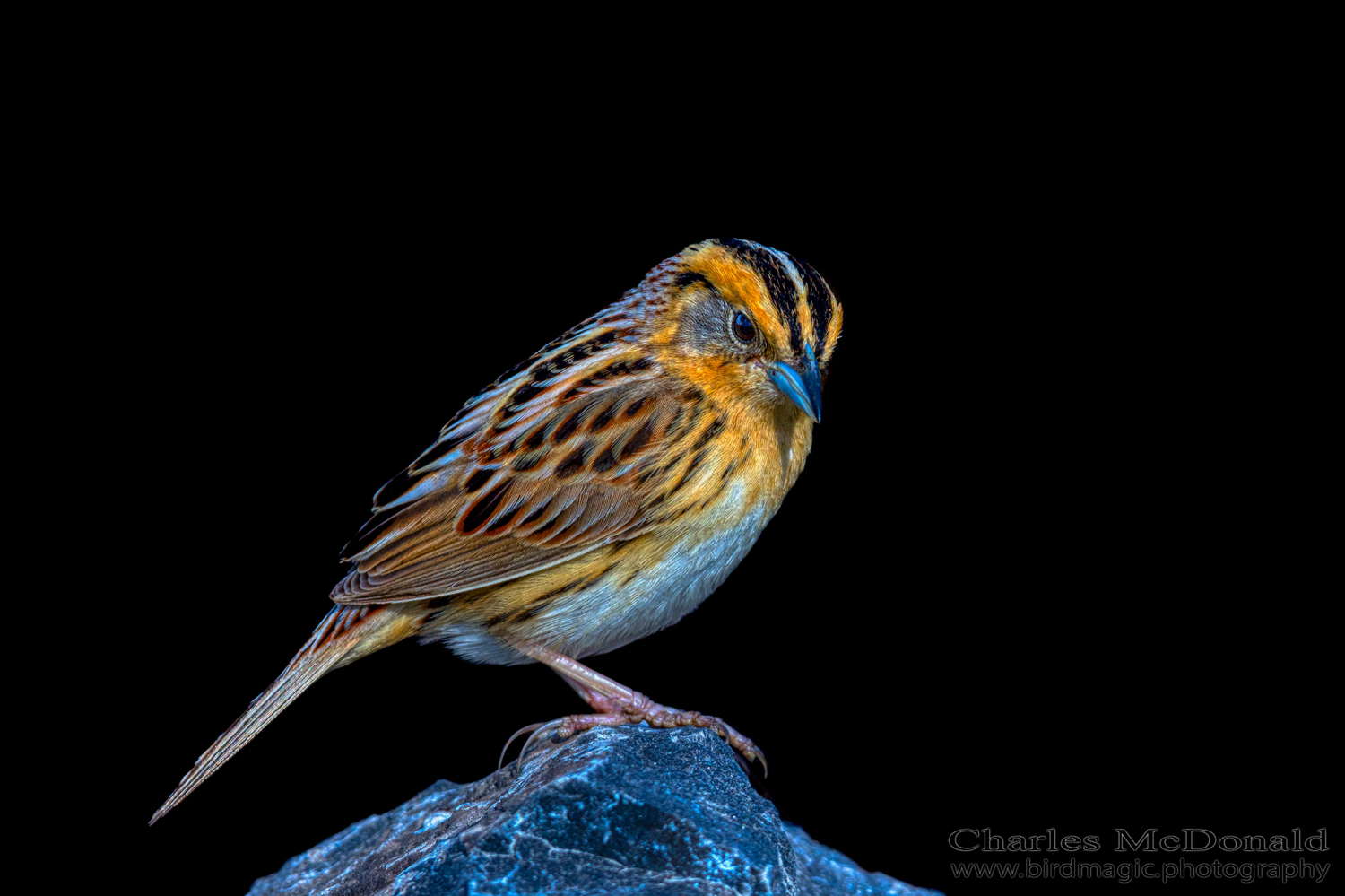 Leconte's Sparrow