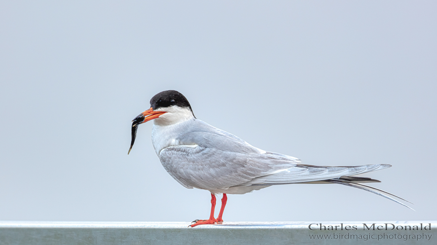 Common Tern