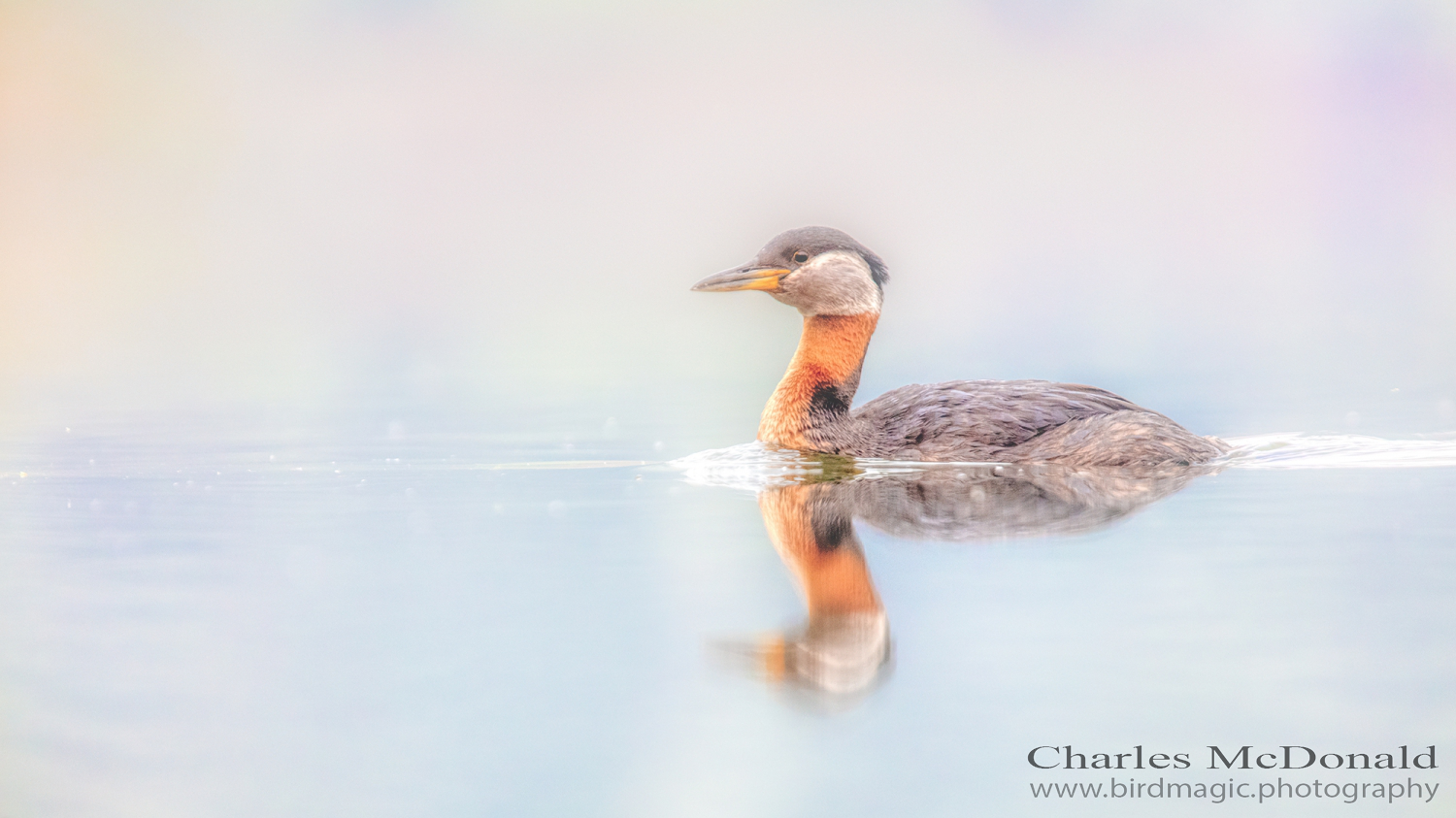 Red-necked Grebe