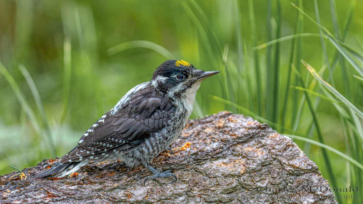 American Three-toed Woodpecker