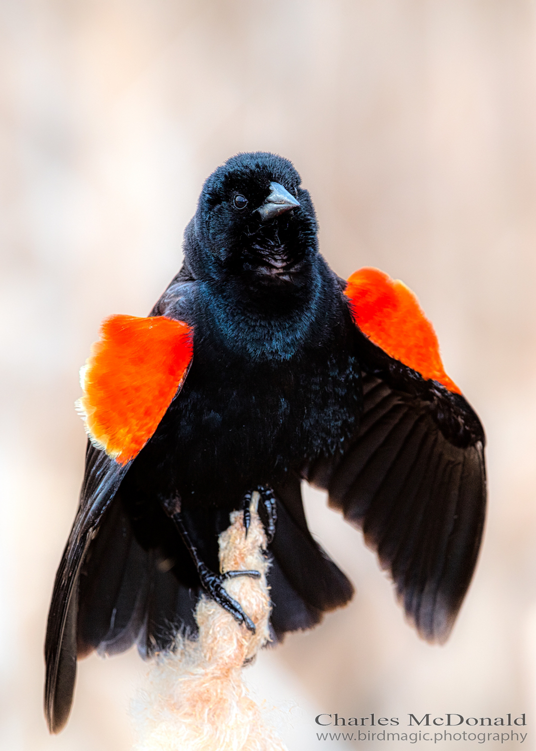 Red-winged Blackbird