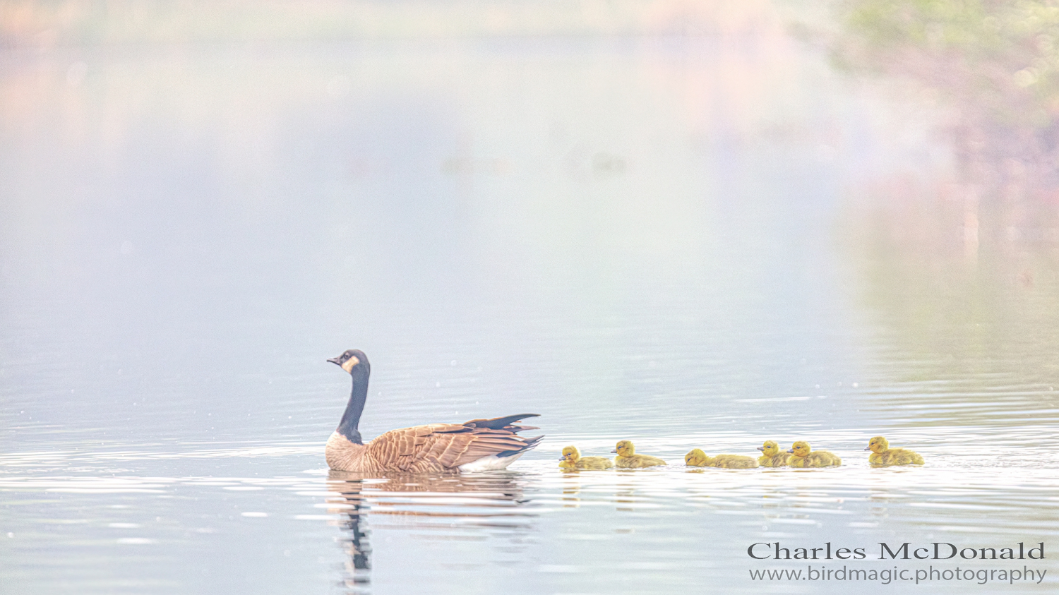 Canada Goose