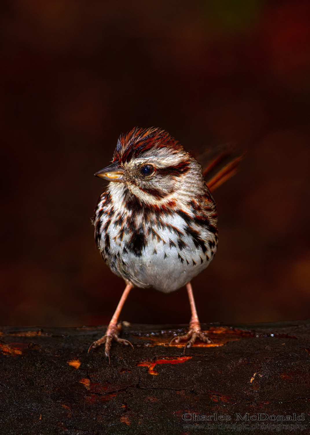 Song Sparrow