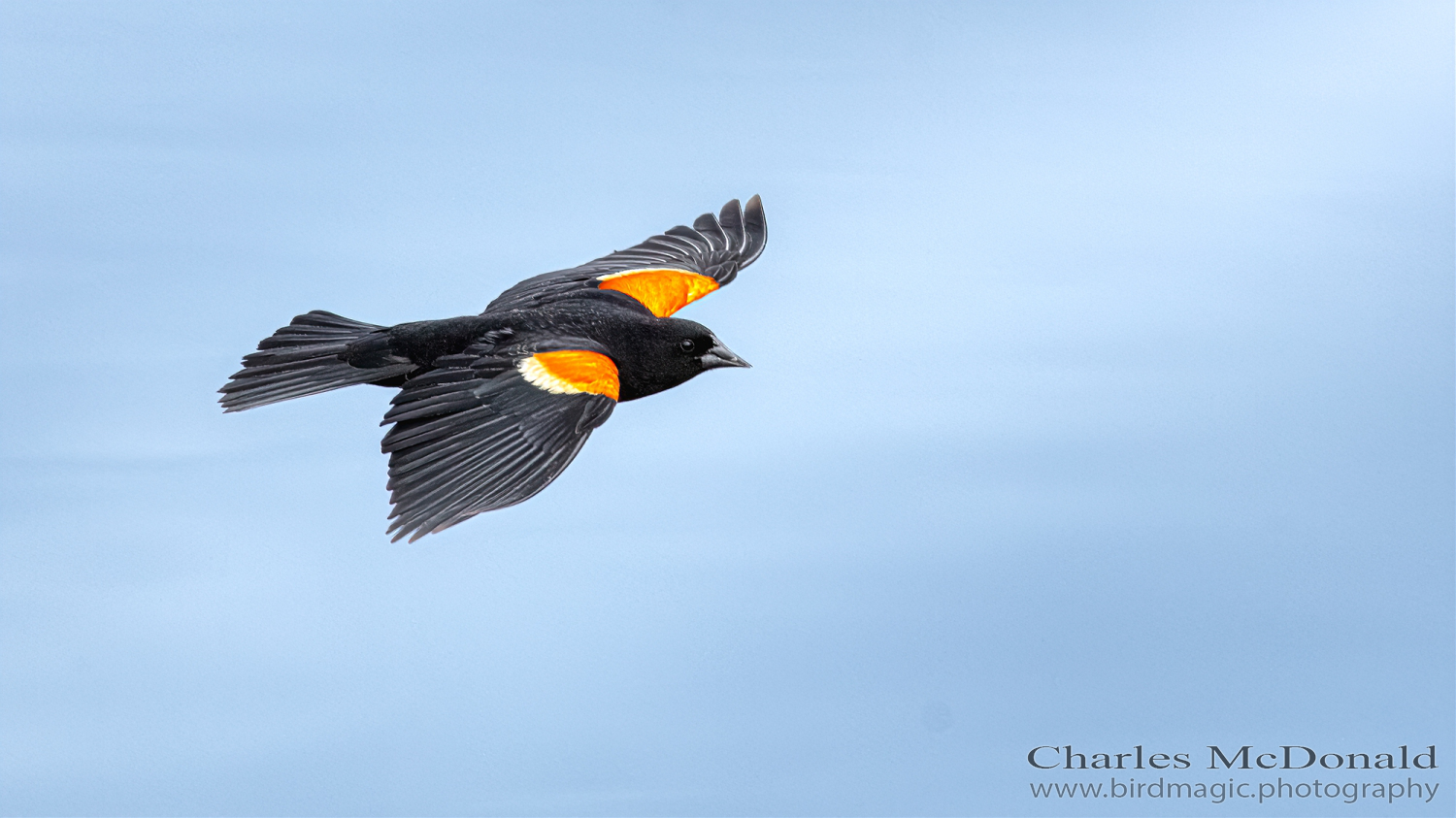 Red-winged Blackbird