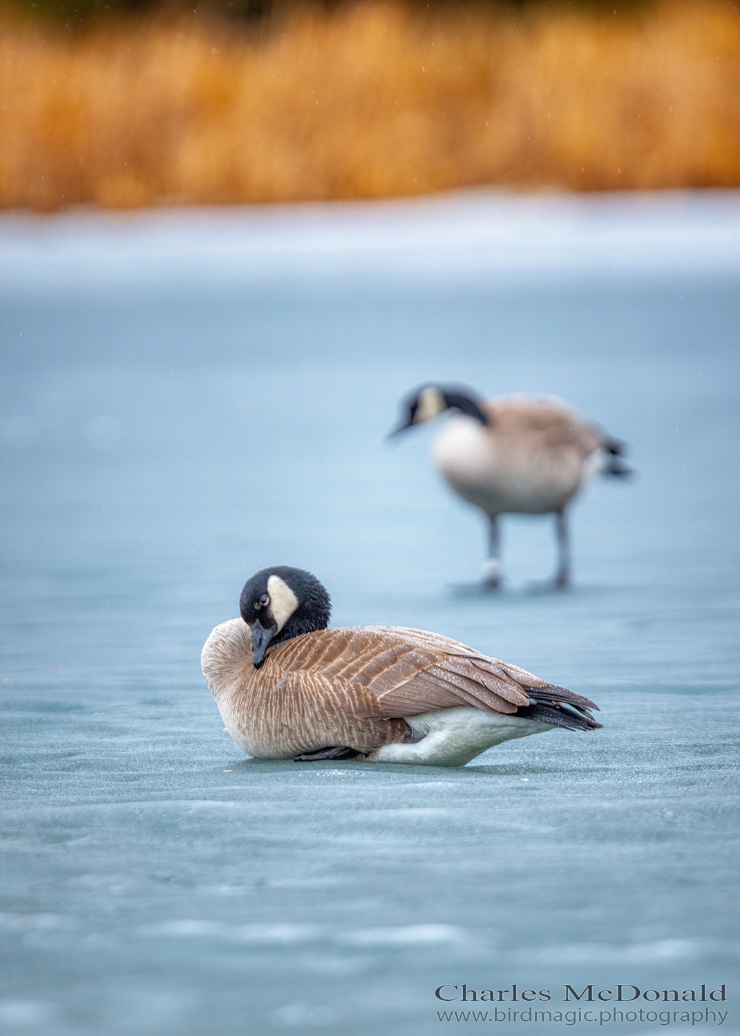 Canada Goose