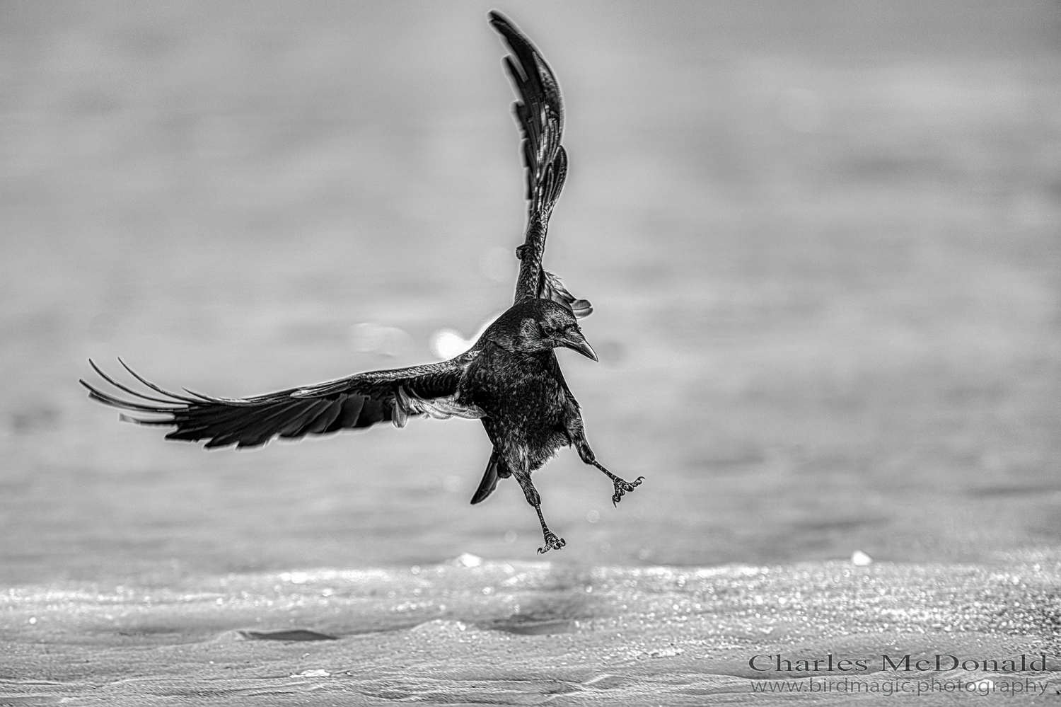 American Crow