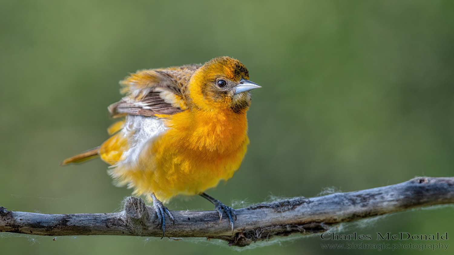 Baltimore Oriole