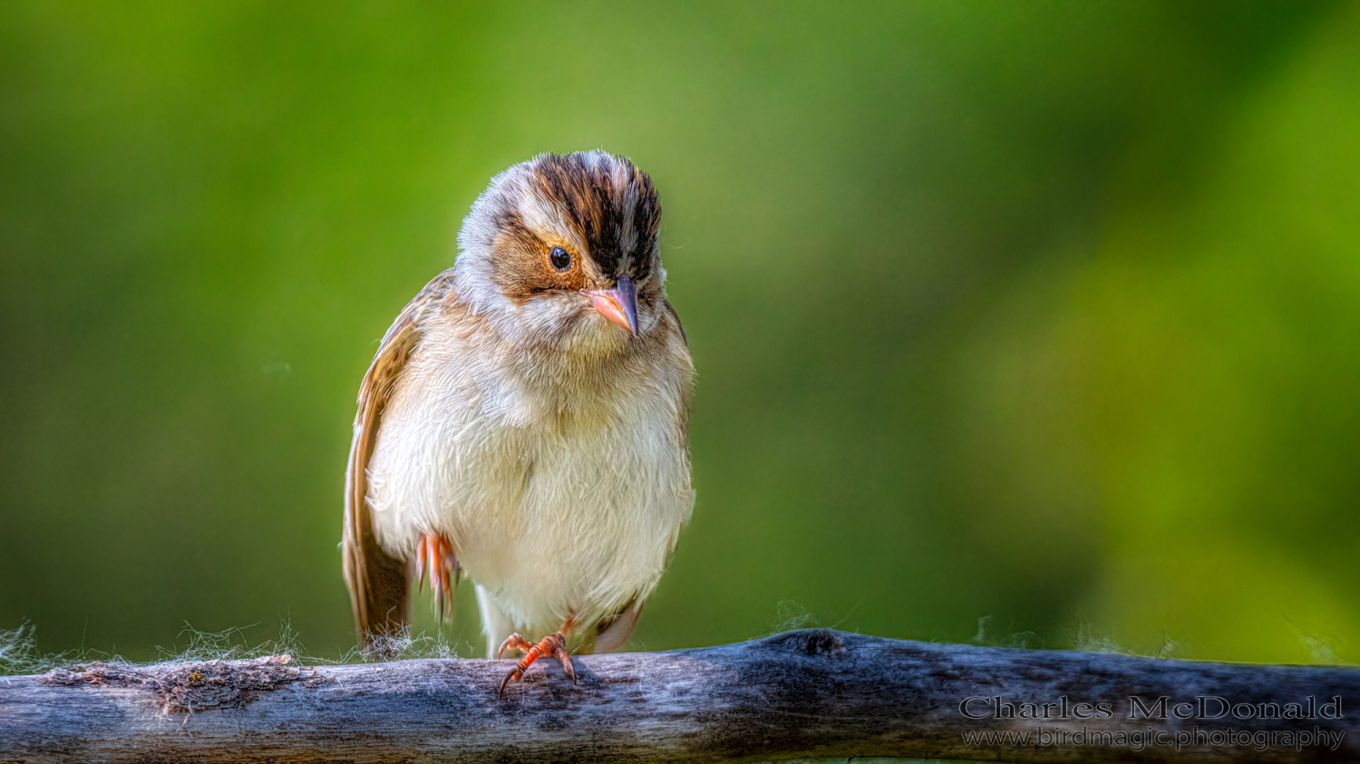 Clay-colored Sparrow
