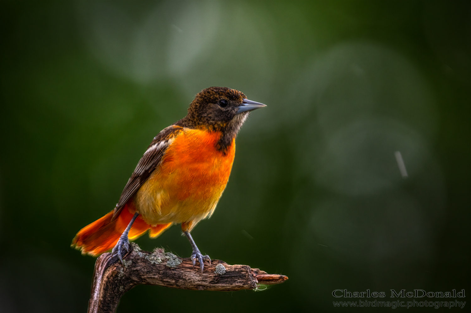 Baltimore Oriole