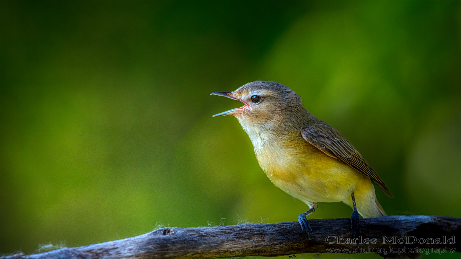 Warbling Vireo