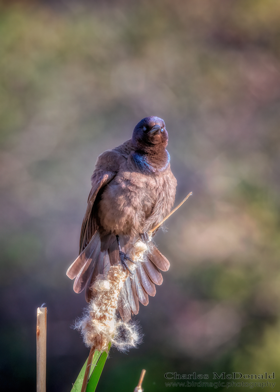 Common Grackle