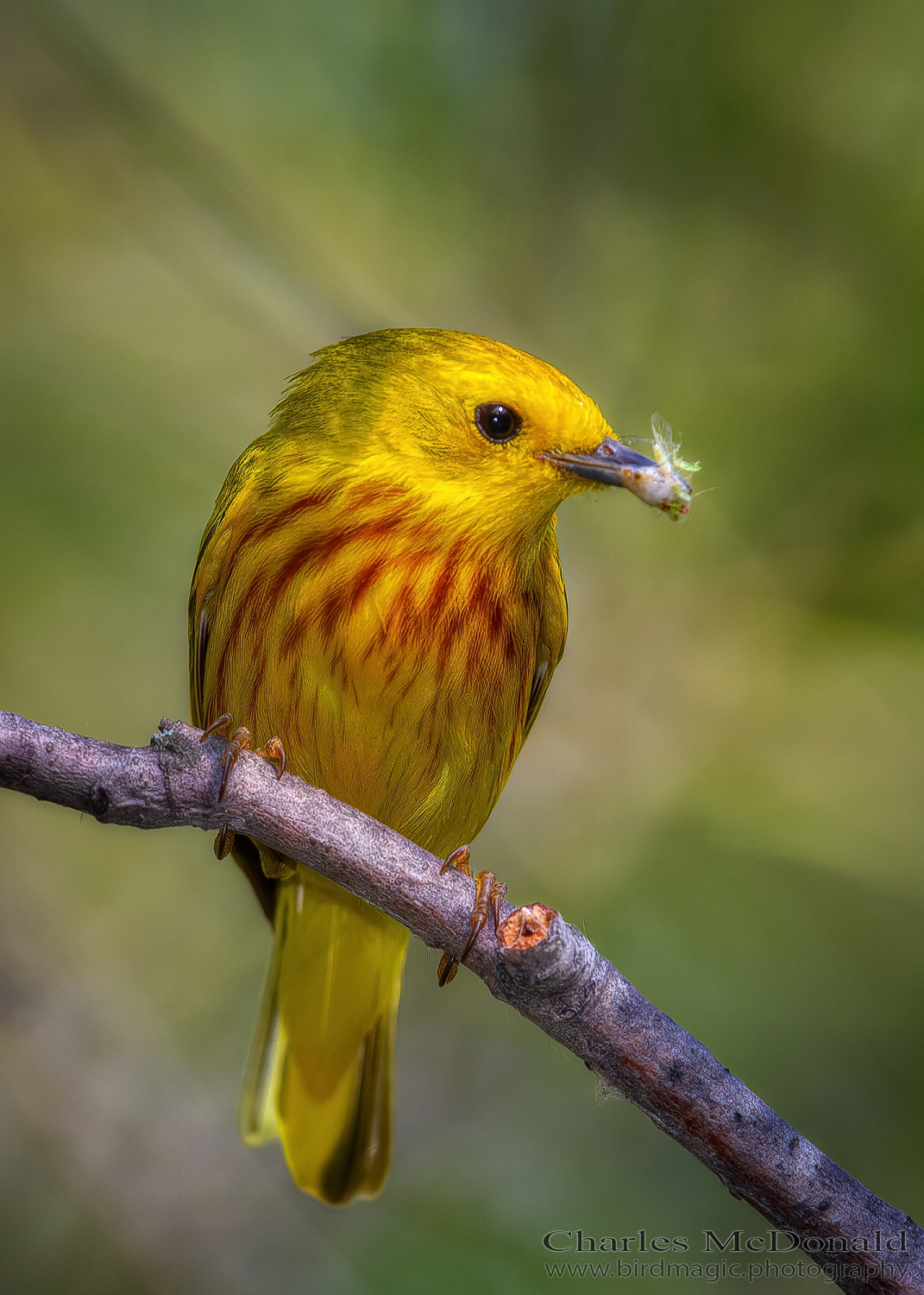 Yellow Warbler