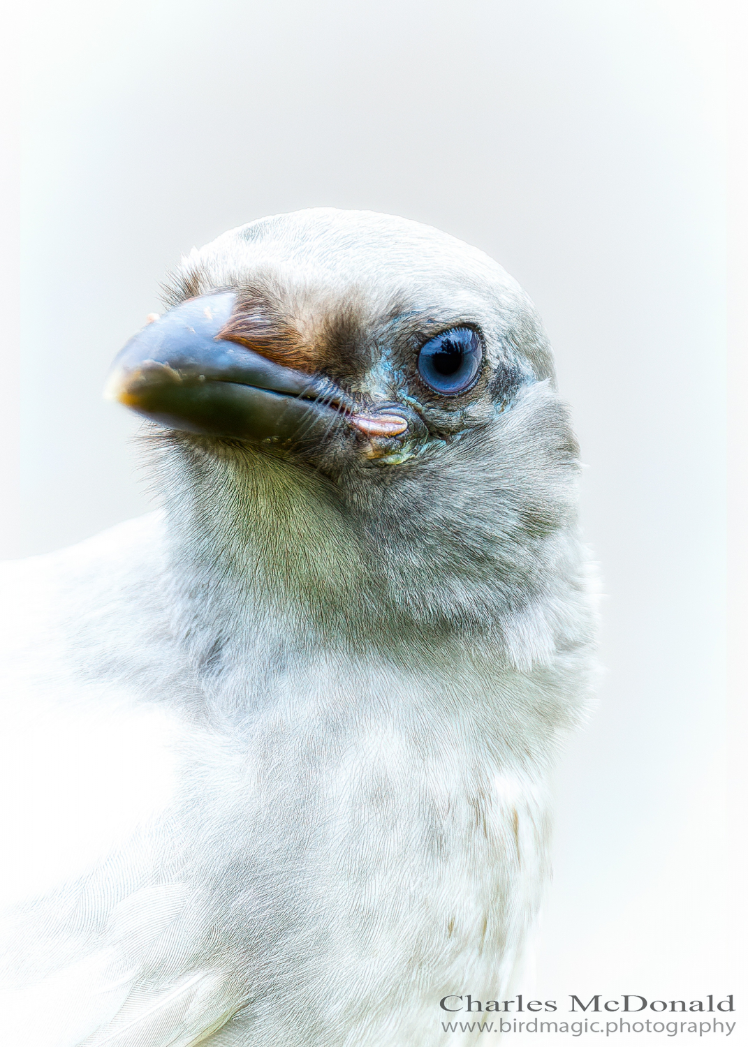 Black-billed Magpie