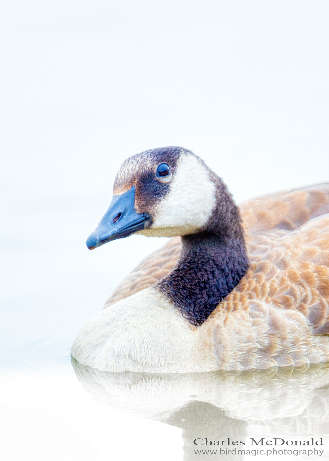 Canada Goose