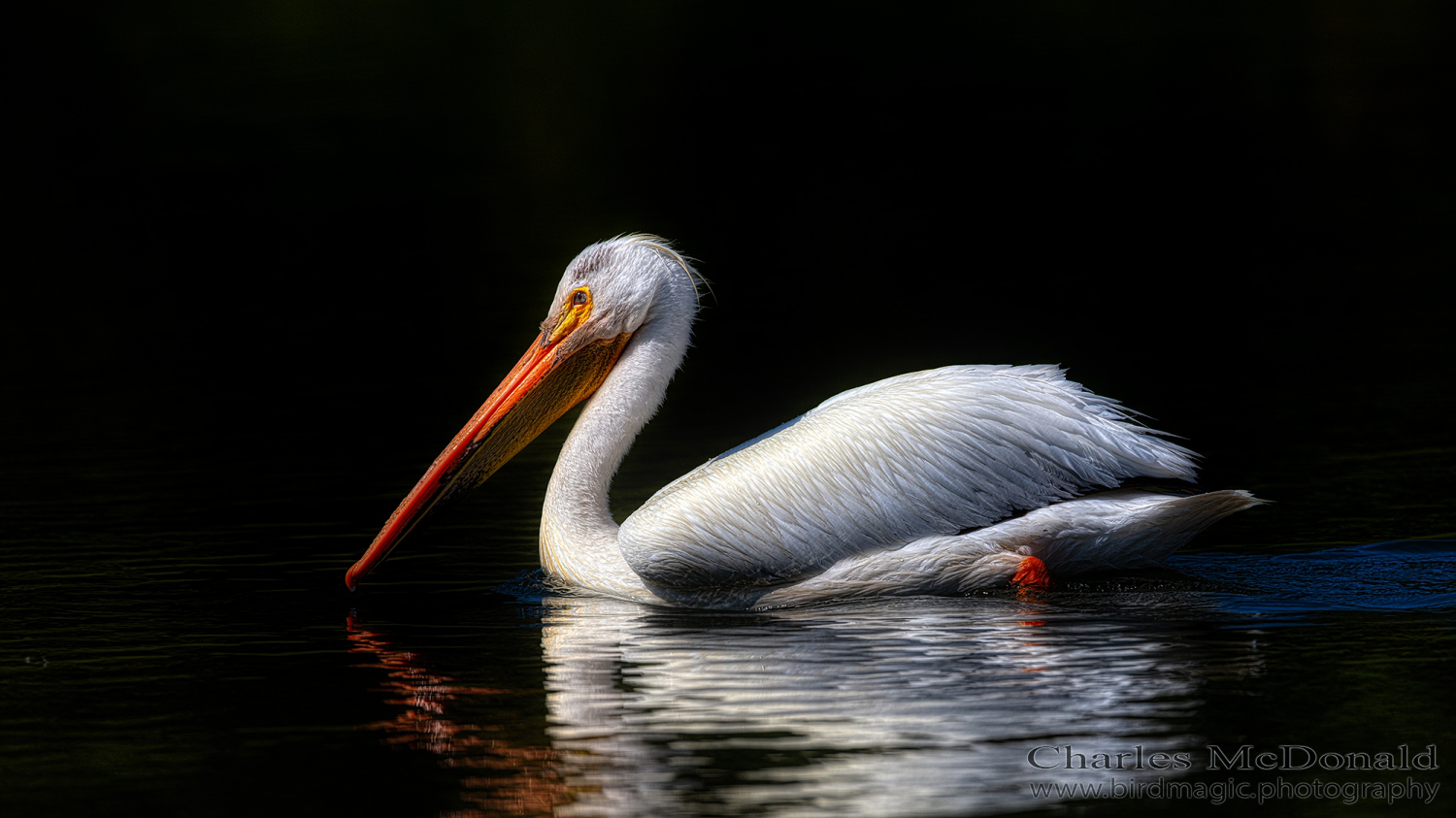 American White Pelican