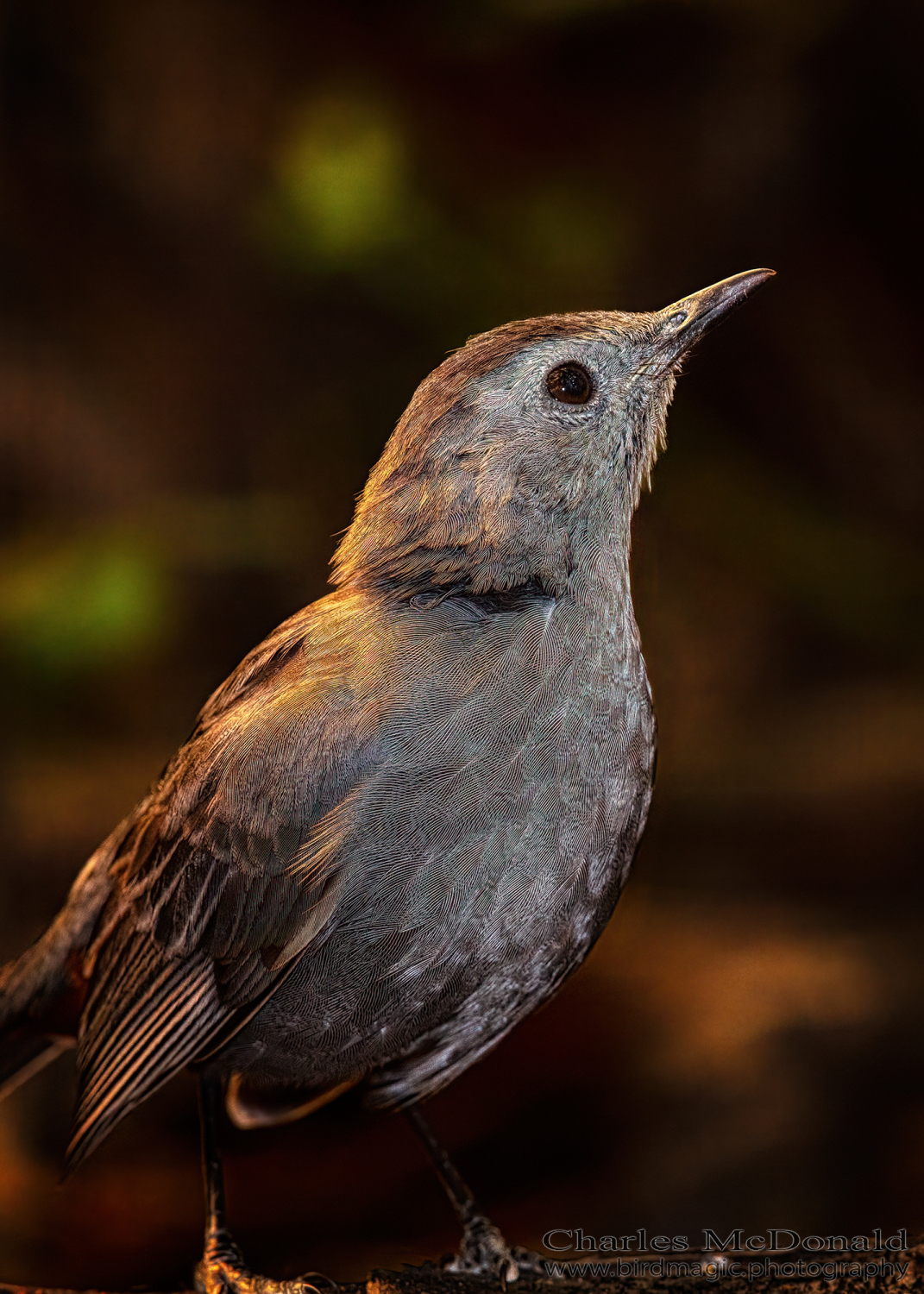 Gray Catbird