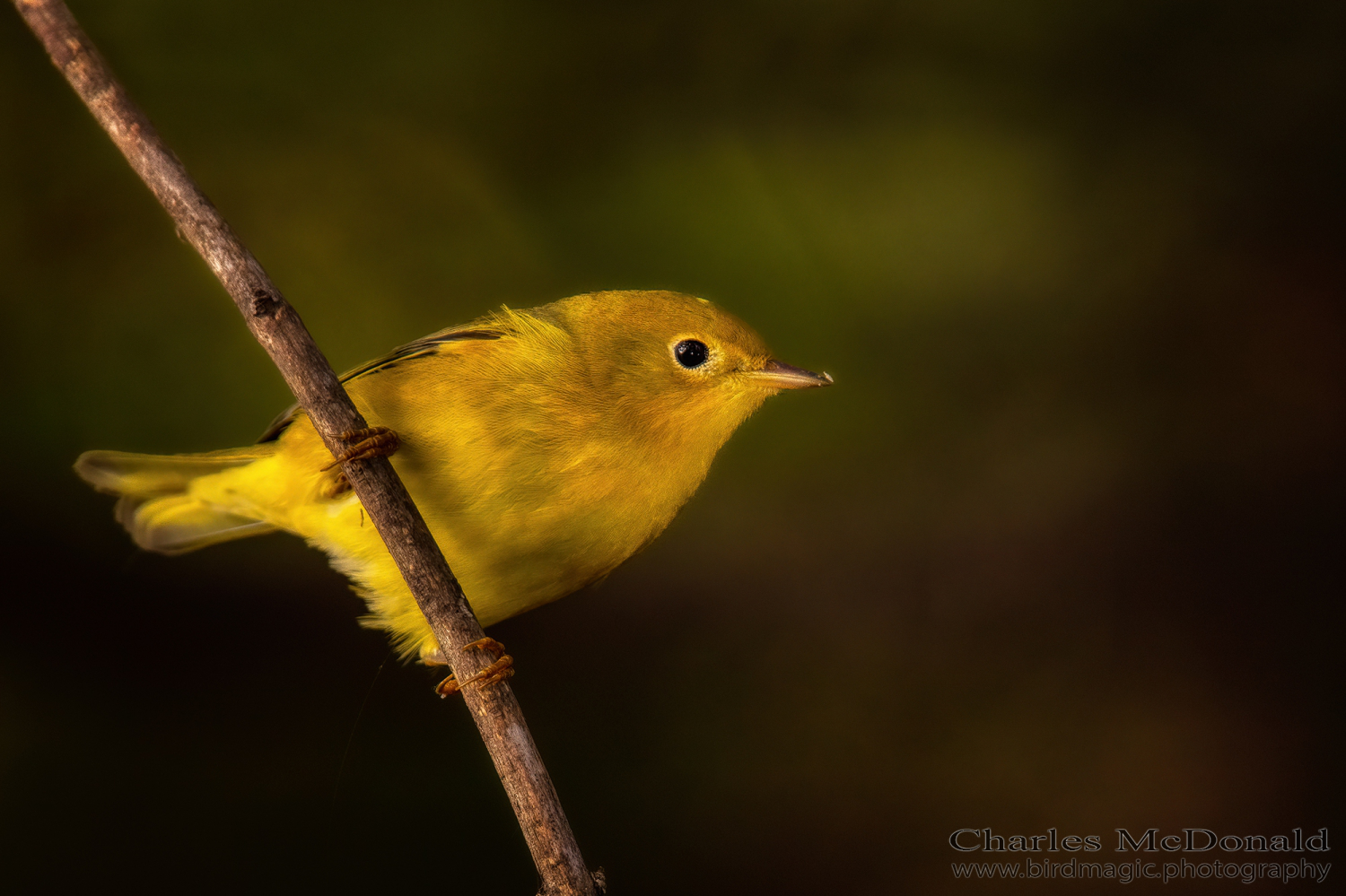 Yellow Warbler