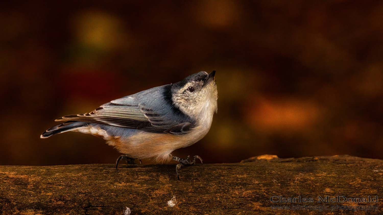 White-breasted Nuthatch